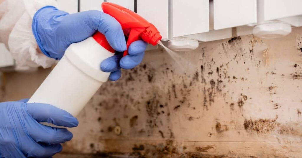 Mold Removal